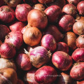 2021 New Harvest Export Natural Hot Selling Good Chinese Fresh Onion